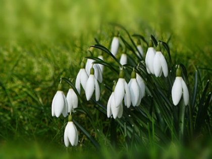 Ilustrační obrázek do seznamu nebo pro pouták