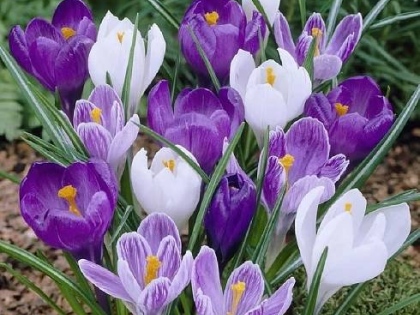 Ilustrační obrázek do seznamu nebo pro pouták