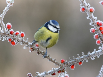 Ilustrační obrázek do seznamu nebo pro pouták