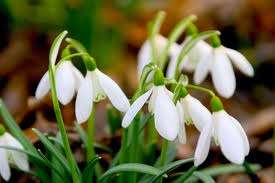 Ilustrační obrázek do seznamu nebo pro pouták